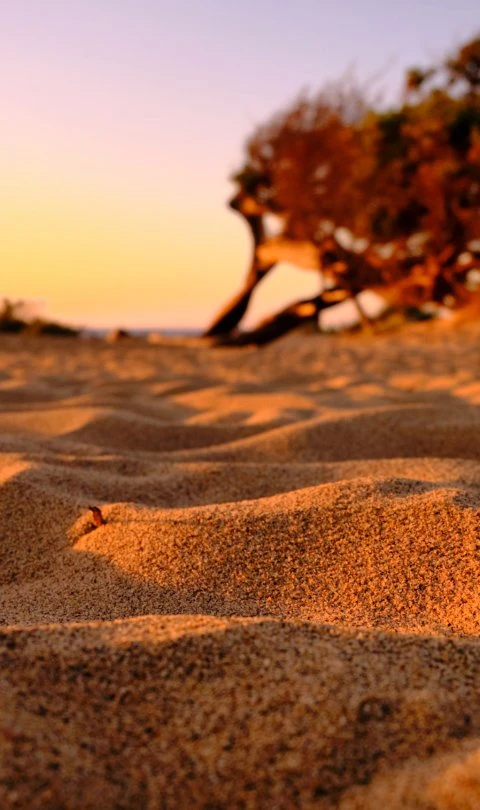 Natur auf Sardinien